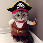 12 Cute AF Halloween Costumes for Your Pets